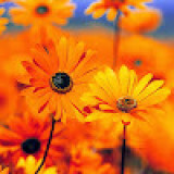 AMIT Sharma